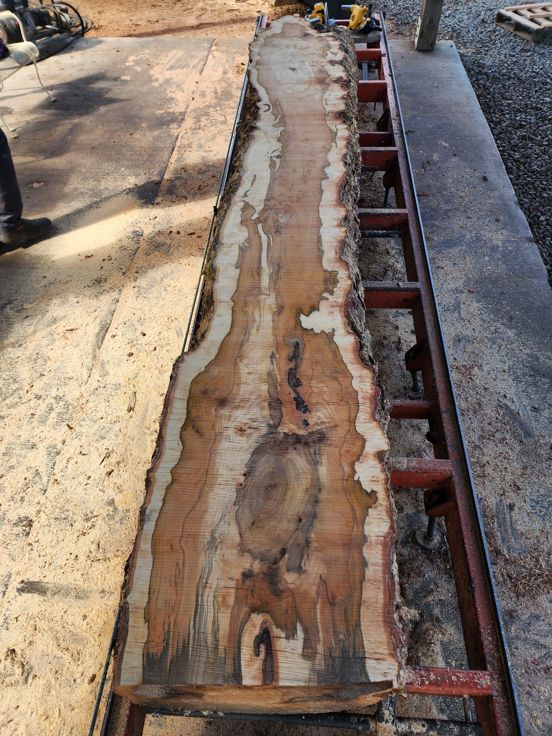 Own a piece of Lane County history: 11' stunning Silver Maple slabs - Image 10