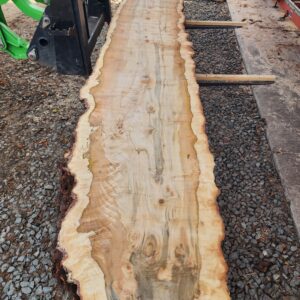 Own a piece of Lane County history: 11' stunning Silver Maple slabs