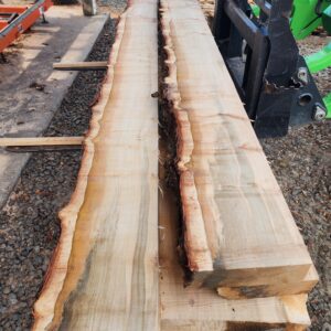 11 ft Exceptional heritage Silver Maple mantelpieces. Ethically salvaged right from our local Armitage Park